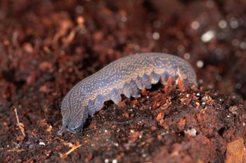 Media type: image;   Invertebrate Zoology 168056 Description: Digital photograph of specimen in life.;